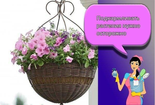 Вьющиеся комнатные растения: 31 разновидность с фото и названиями