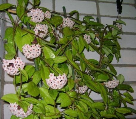 Вьющиеся комнатные растения: 31 разновидность с фото и названиями