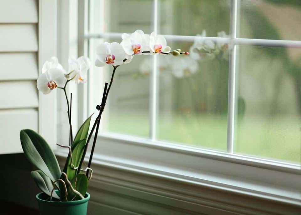 Орхидея фаленопсис: 5 правил ухода за цветком-бабочкой