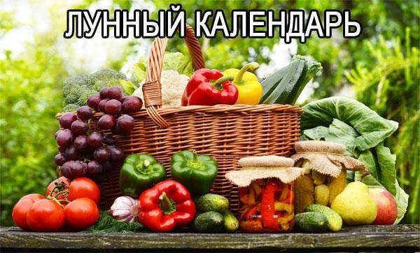 Посадка перца в пластиковые стаканчики