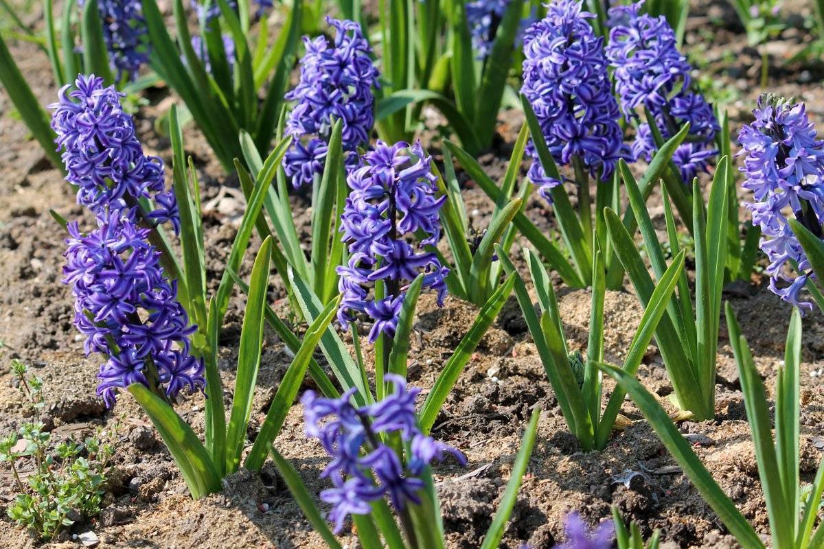 Луковичные цветы