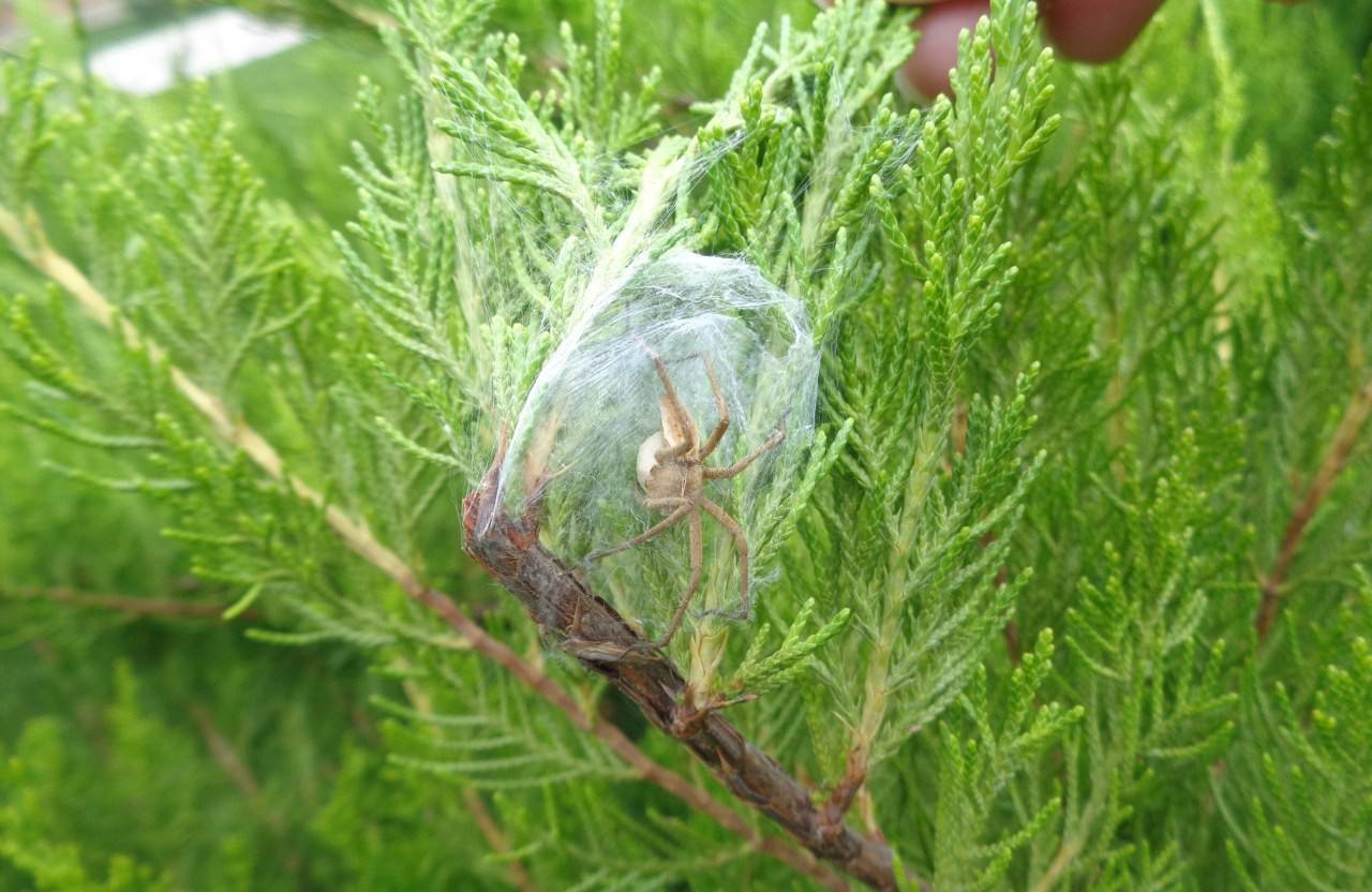 Кипарисовик: выращивание, размножение, виды и сорта