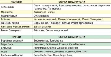 Комнатные плодовые растения