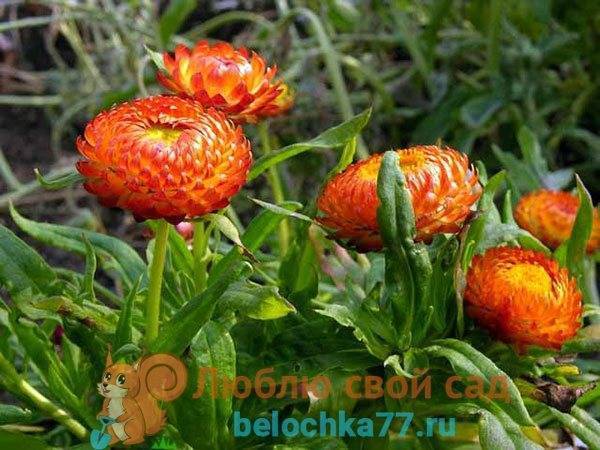 Гелихризум: фото, описание, уход и полив