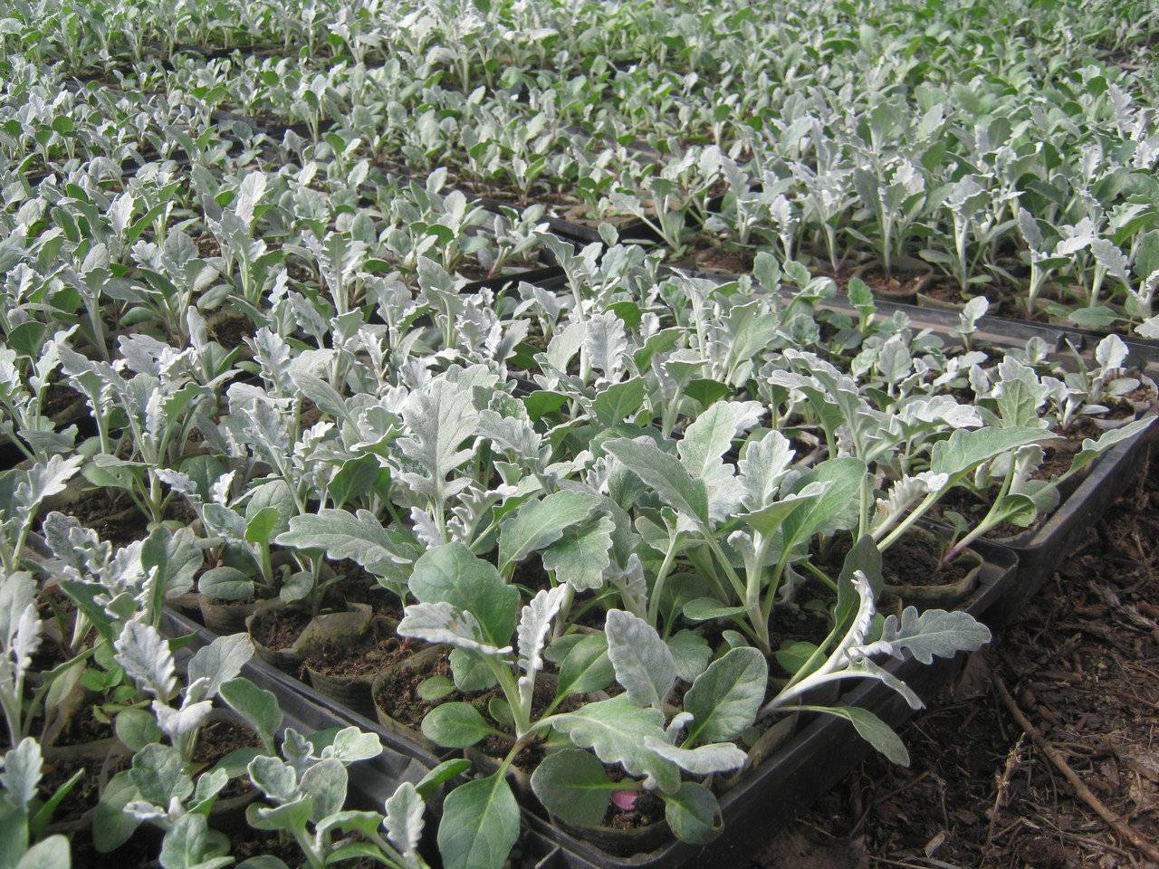 Цинерария: выращивание из семян в саду