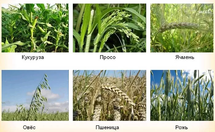 Бальзаминовые