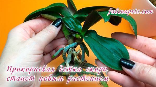 Пошаговое руководство: как размножить орхидеи в домашних условиях