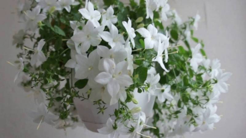 Кампанула или Жених и невеста: 7 популярных сортов