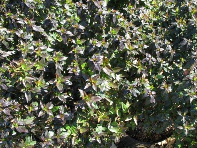 Абелия (Abelia) – уход, фото, виды