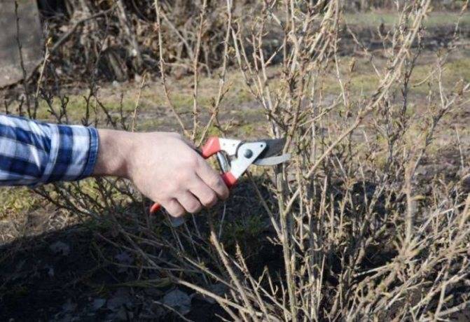 Почему отличаются обрезки черной и красной смородины и как их правильно делать?