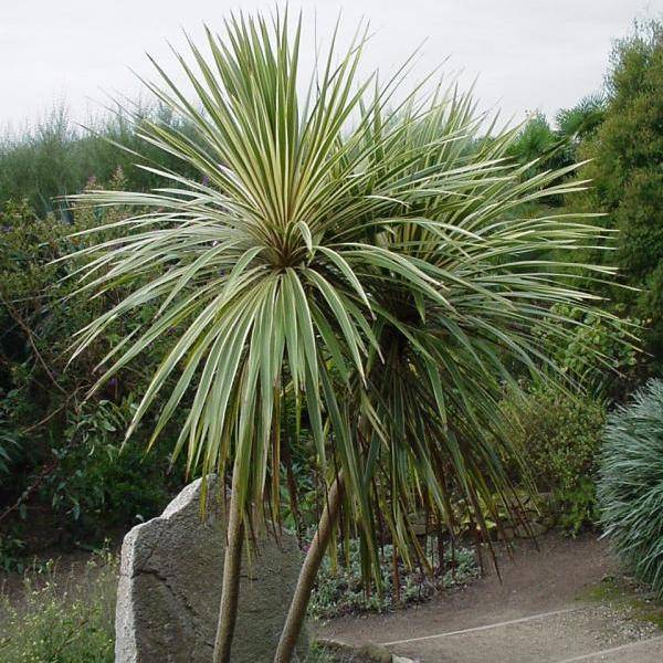 Кордилина (Cordyline) – уход, фото, виды