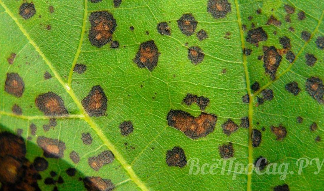 Гортензии макрофилы: описание сортов, посадка и уход, особенности выращивания, полив и освещение