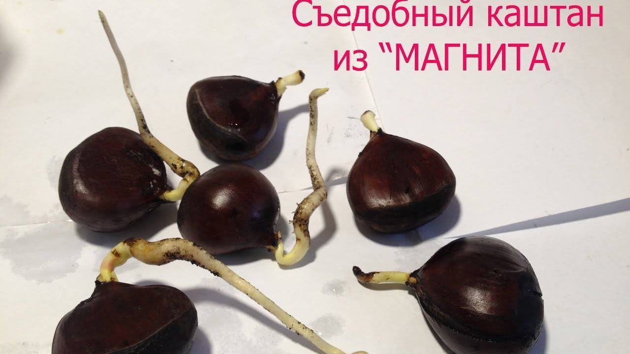 Как посадить каштан из ореха осенью. в открытый грунт | дачная жизнь