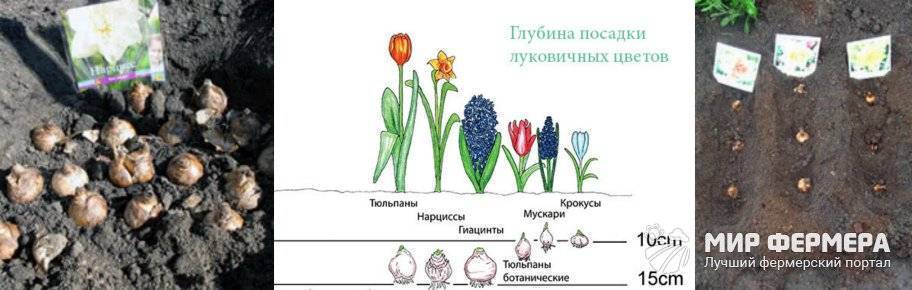 Нарциссы: описание, посадка, уход | (55+ фото) +отзывы