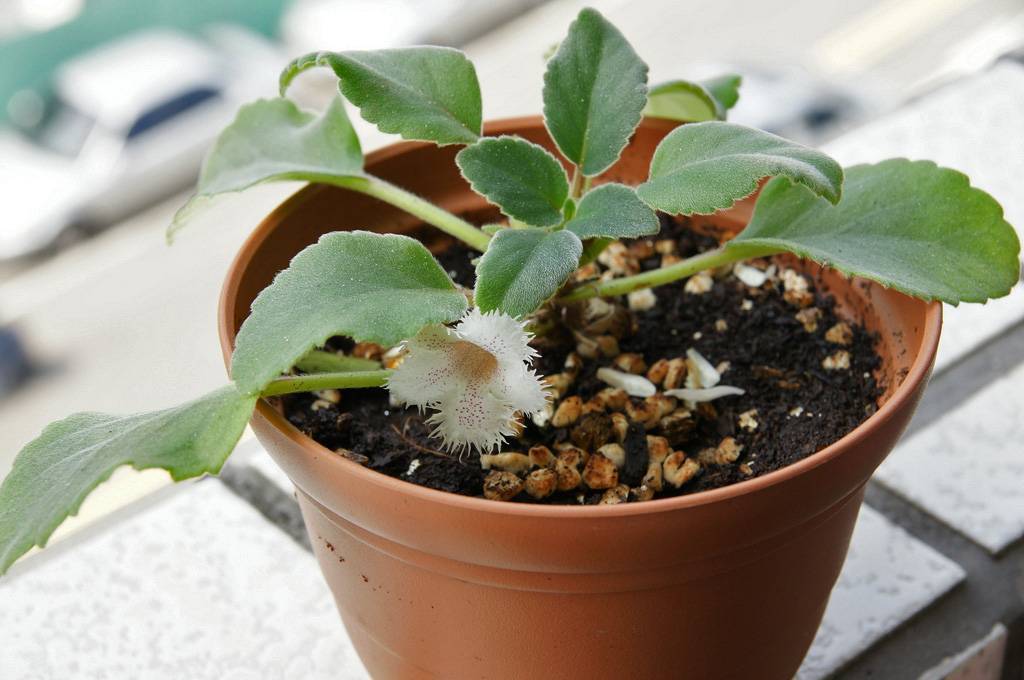 Гербера: уход, болезни и вредители, виды