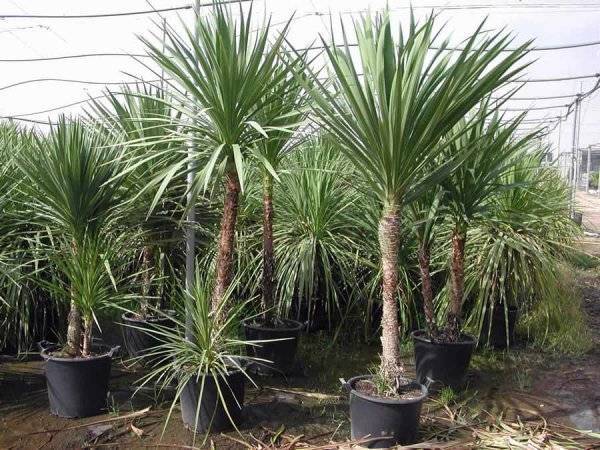 Кордилина (Cordyline) – уход, фото, виды