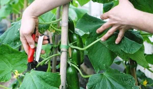 Как обрезать усики на огуречных кустах