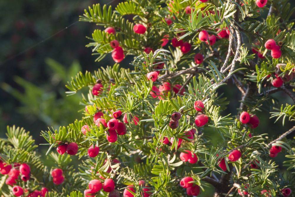 Как правильно сажать ягодный тис, как ухаживать, размножать