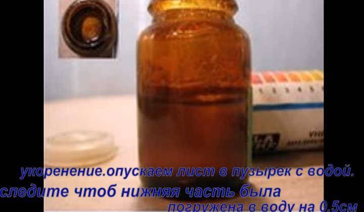 Денежное дерево: фото, виды, названия и уход в домашних условиях