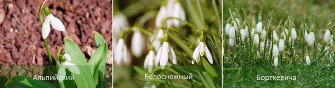Подснежники: фото, описание, виды, когда распускаются