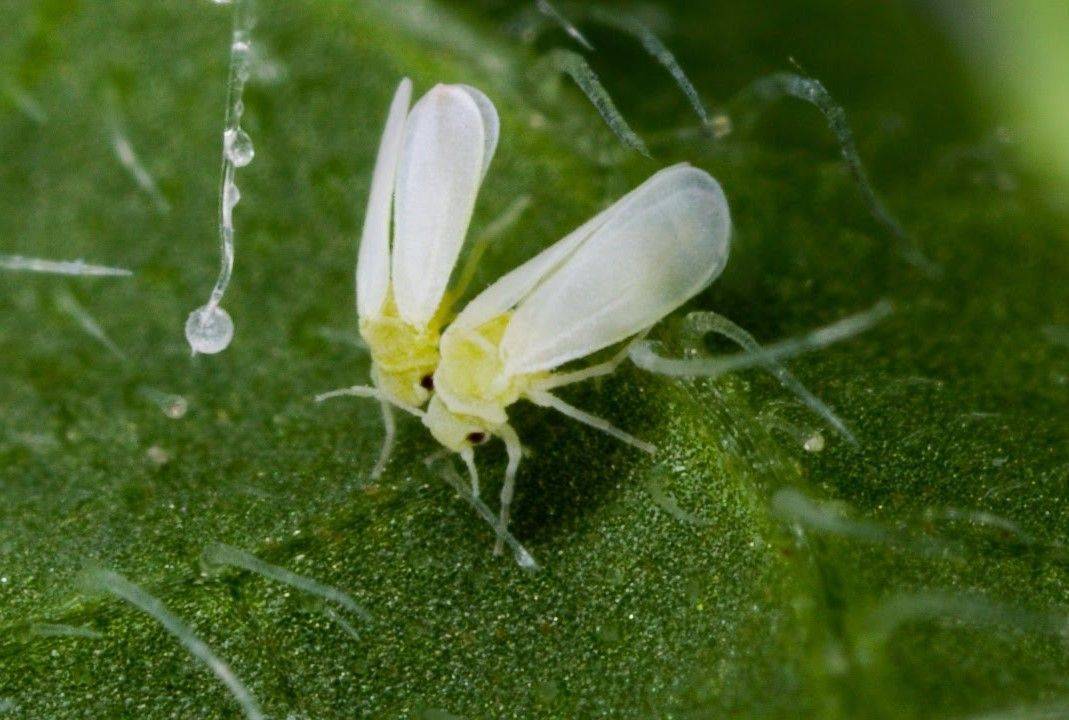 Педилантус — уход в домашних условиях, размножение, фото видов
