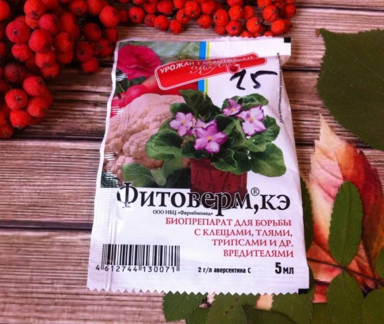 Средство от трипсов на комнатных растениях: причины появления, обзор методов борьбы, отзывы