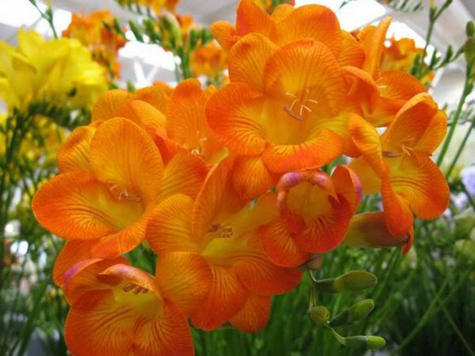 Фрезия — посадка и уход в домашних условиях, фото видов