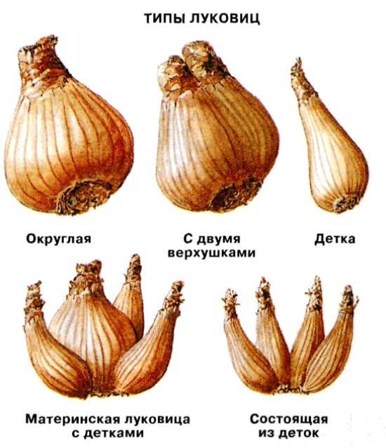 Нарциссы: фото, описание, названия, посадка и уход