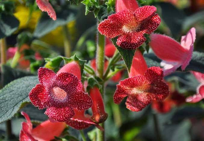 Ахименес (Achimenes) – уход, фото, виды