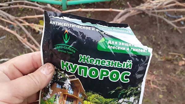 Как сохранить до весны виноградные черенки – какого размера оставлять чубуки, где лучше хранить?