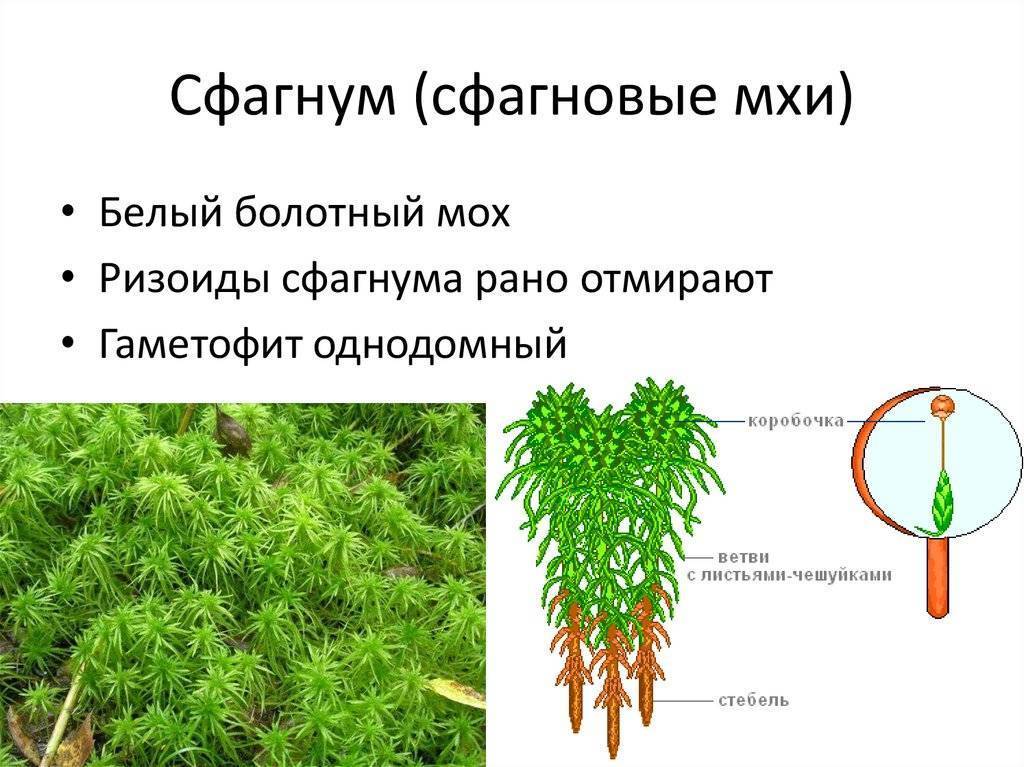 Как хранить мох сфагнум, как собирать и использовать, видео
