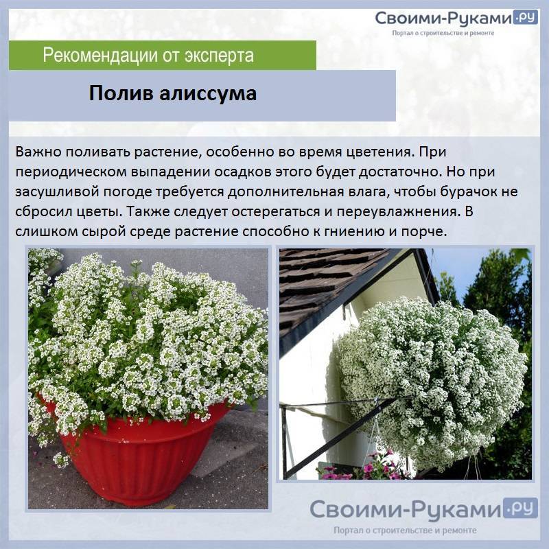 Алиссум: посадка и уход в открытом грунте, описание, фото, выращивание из семян, можно ли обрезать цветок, почему не цветёт
