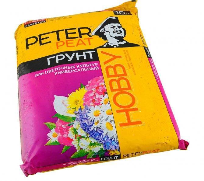 Флоксы: описание выращивания из семян