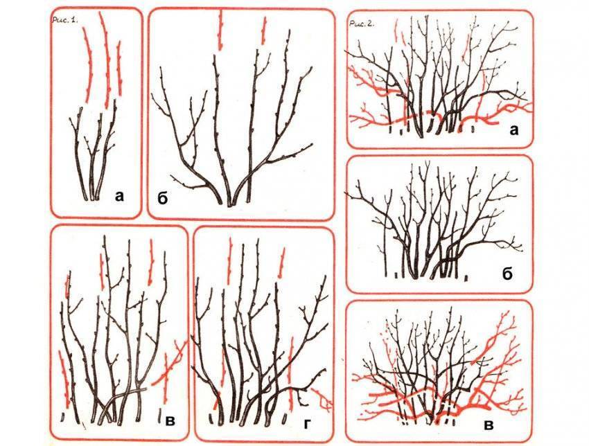 Белая смородина: выращивание, размножение, сорта