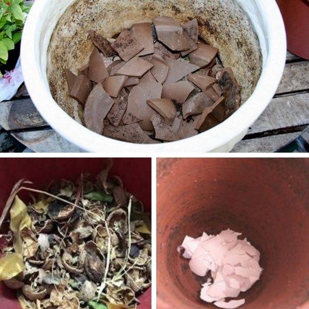 Гузмания