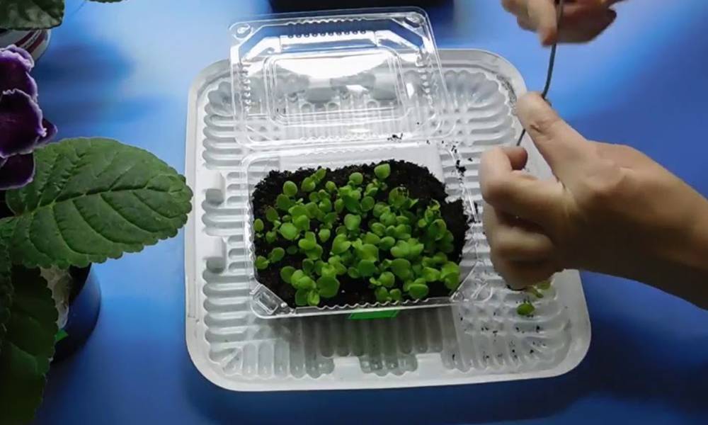 Выращивание рассады маргаритки: посев и пикировка