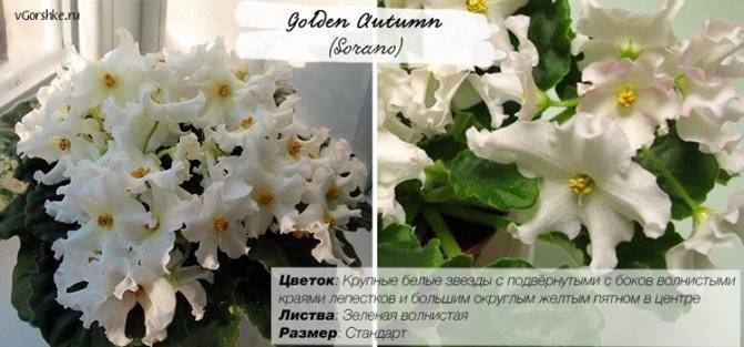 Кутровые