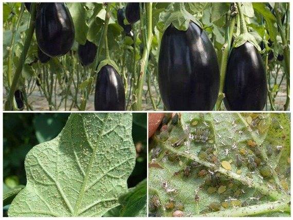 Баклажаны: как формировать кусты, поливать и подкармливать