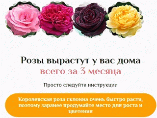 Бегониевые