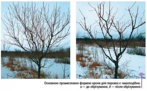 Летняя обрезка плодовых деревьев – можно ли обрезать, зачем и как это делать?