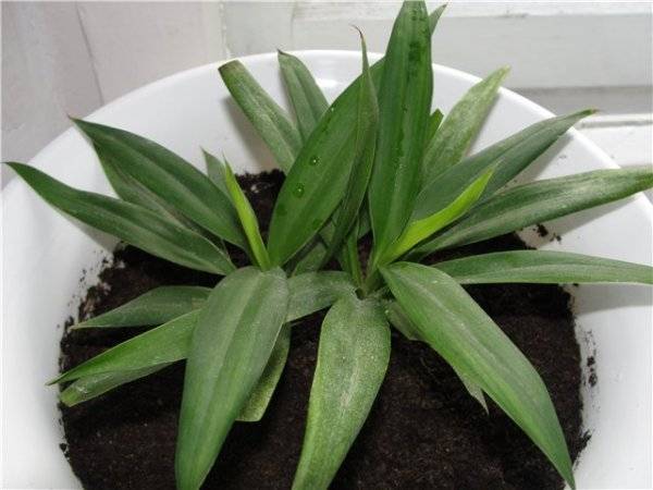 Кордилина (Cordyline) – уход, фото, виды