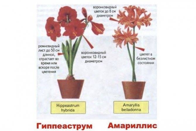 Амариллис и гиппеаструм: как отличить близких родственников?