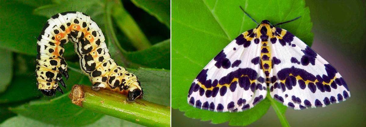 Красная смородина: выращивание, виды и сорта