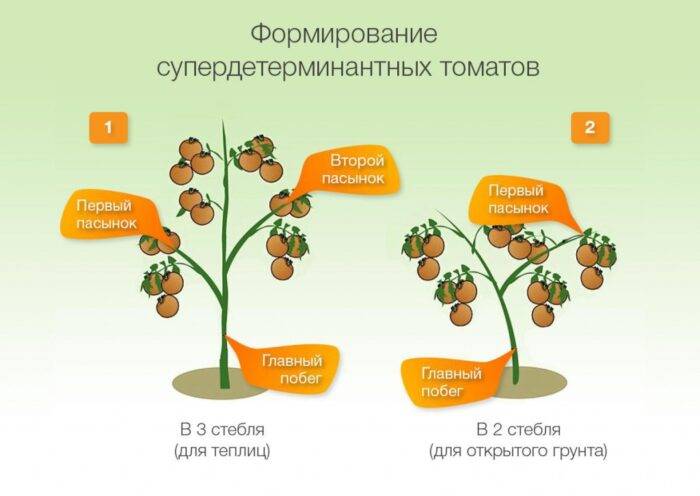 Помидоры: выращивание из семян на огороде
