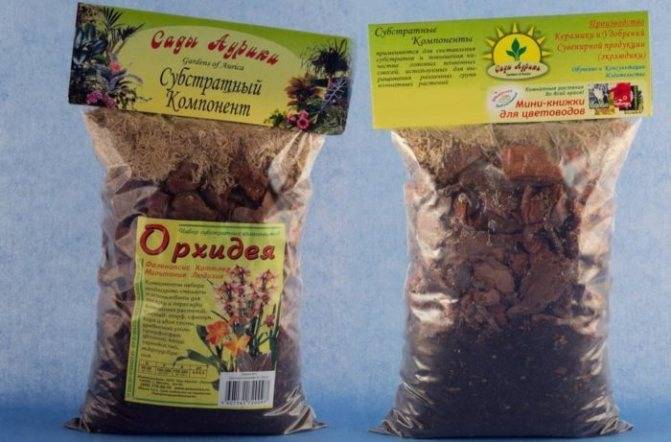 Каттлея в домашних условиях, сорта