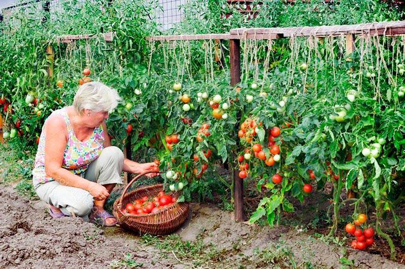 Как выбрать семена томатов – что нужно учитывать и как не остаться совсем без урожая?