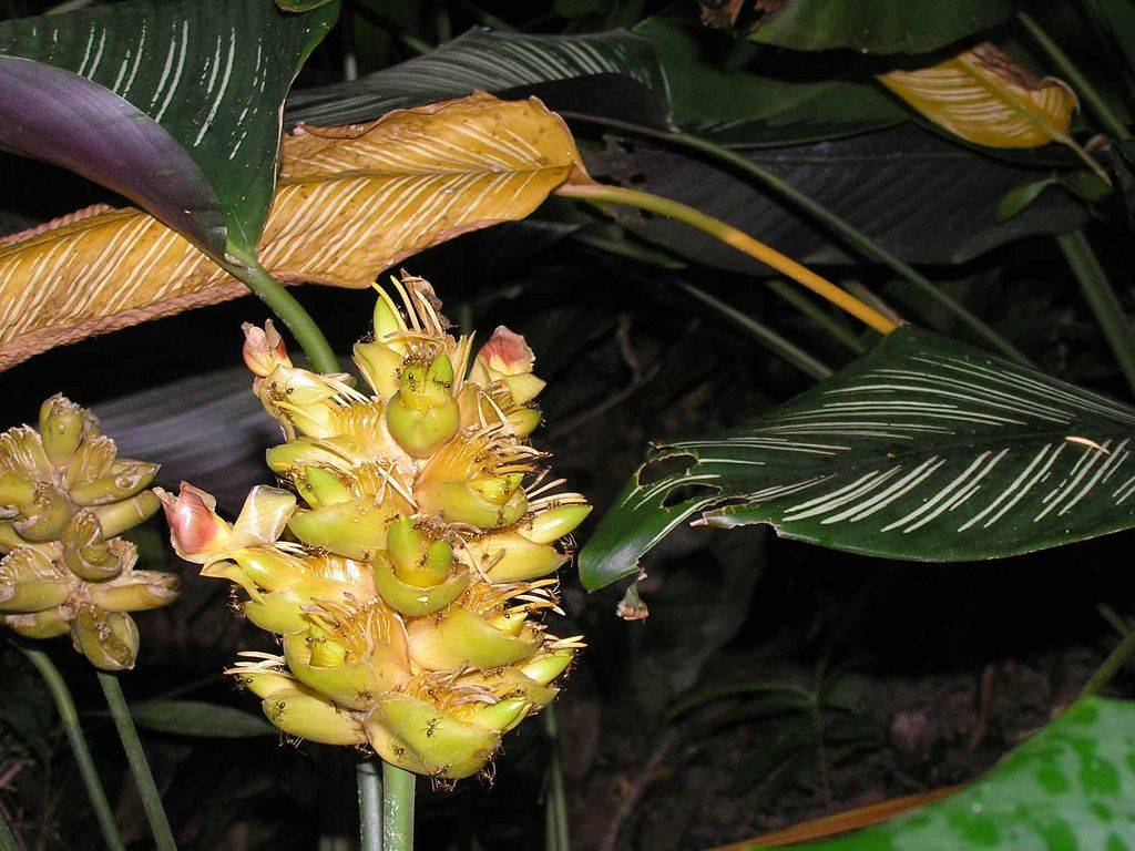 Калатея: выращивание, виды и сорта