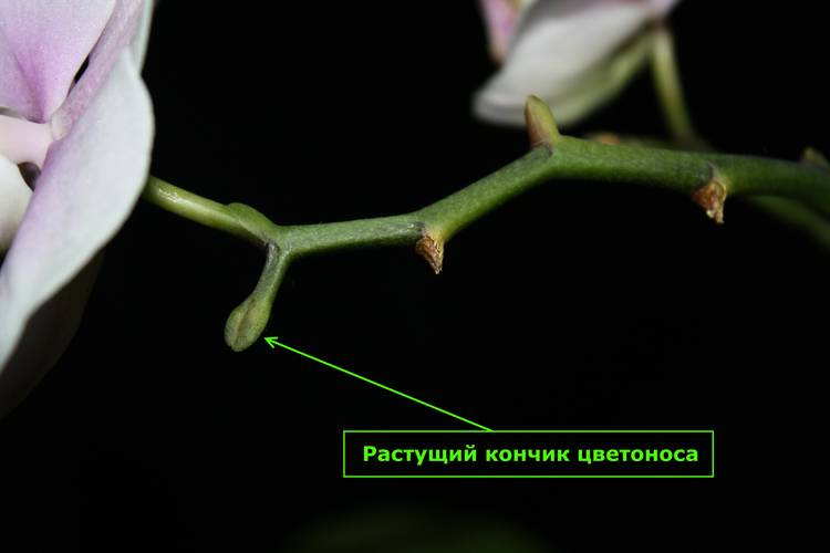Как правильно обрезать орхидею после цветения в домашних условиях?