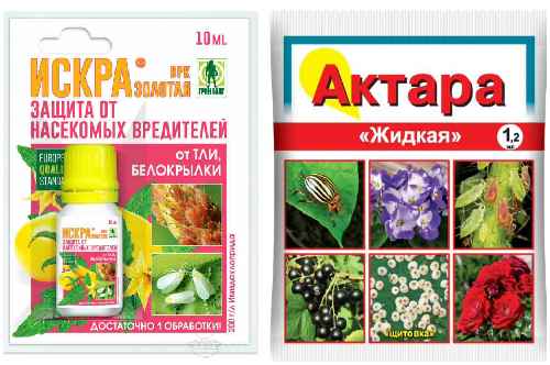 Вредитель тля – как бороться, препараты, виды и фото