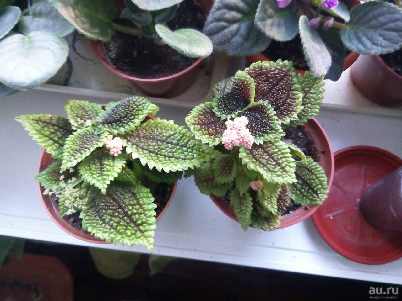 Красавица пилея: 16 видов с бархатистой листвой